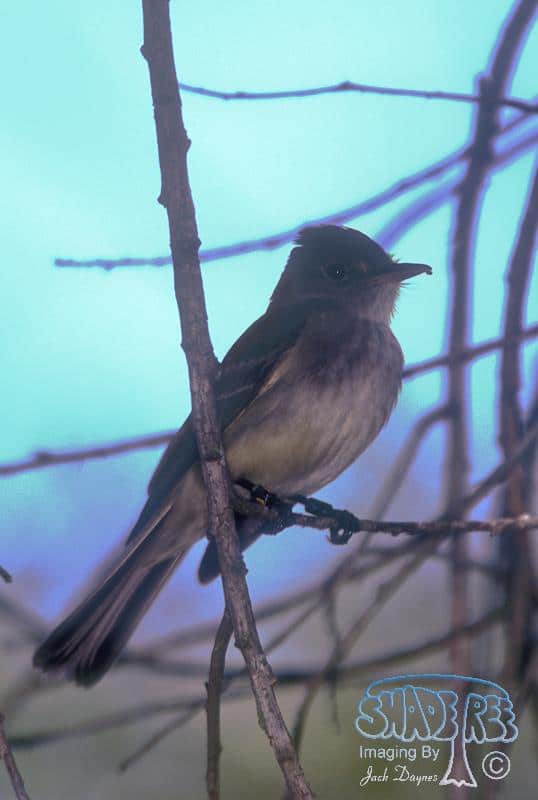 Willow Flycatcher - Empidonax traillii