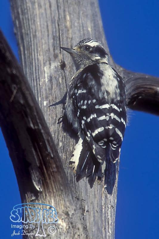 Downy Woodpecker - Picoides pubescens