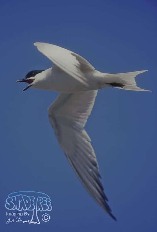 Gull-Billed Tern - Gelochelidon nilotica