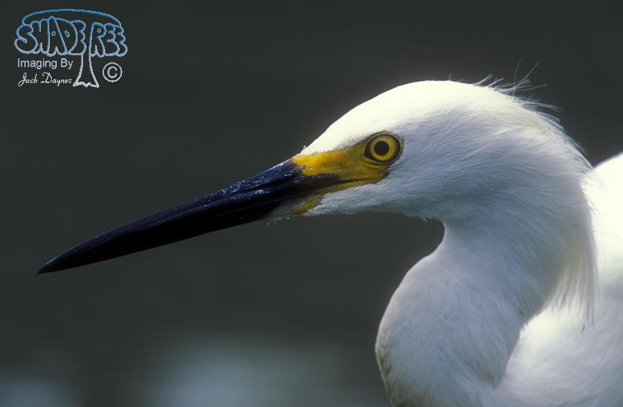 Snowy Egret - Egretta thula