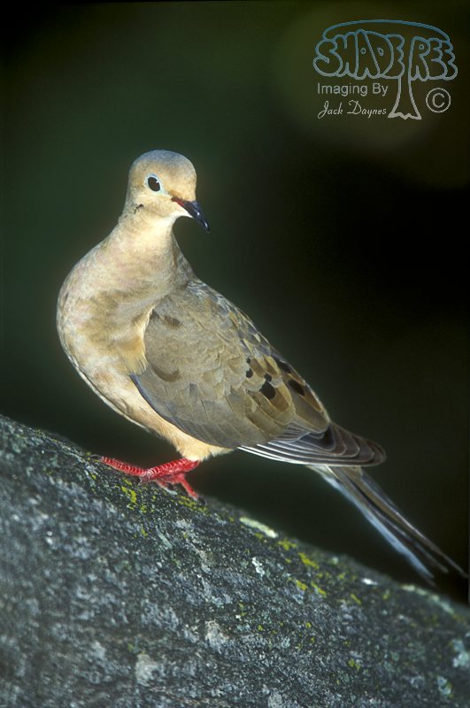 Mourning Dove - Zenaida macroura
