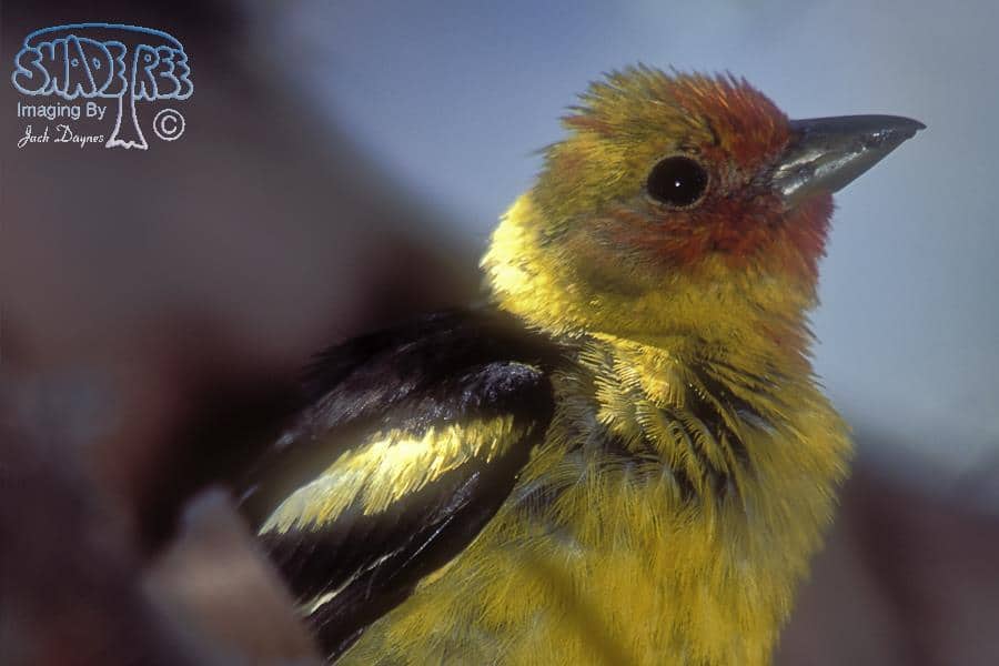 Western Tanager - Piranga ludoviciana