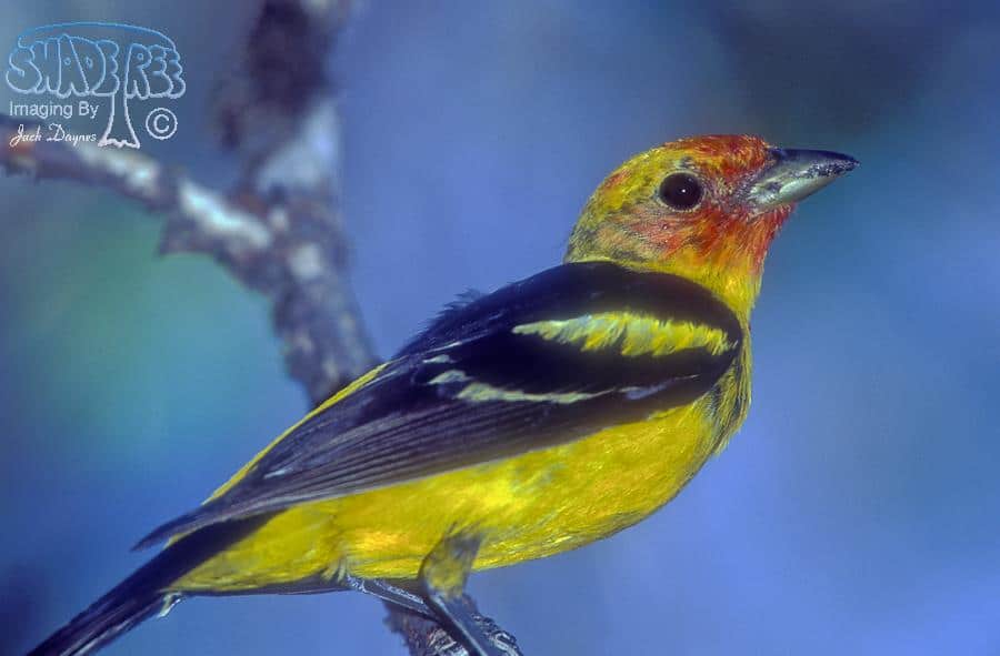 Western Tanager - Piranga ludoviciana