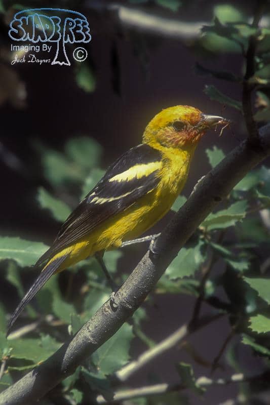 Western Tanager - Piranga ludoviciana