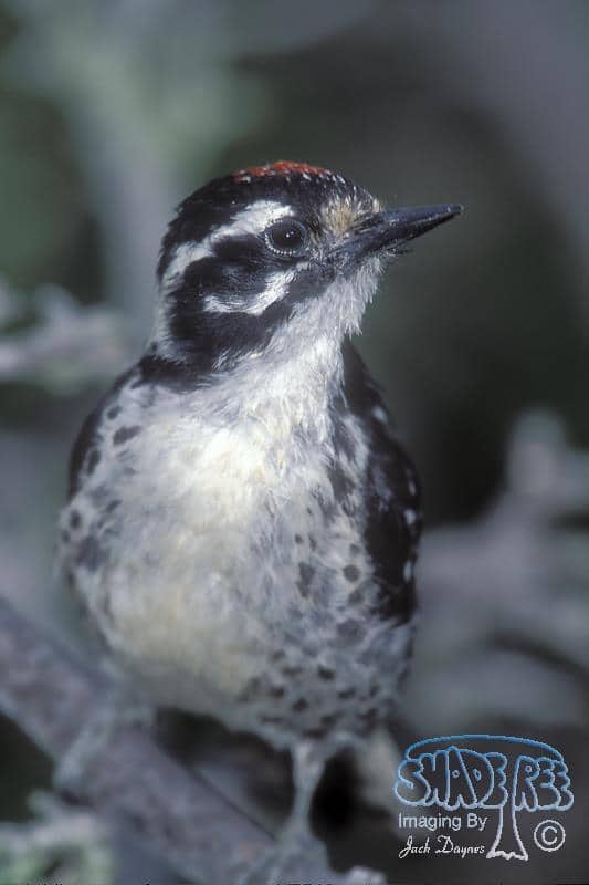 Nuttall's Woodpecker - Picoides nuttallii