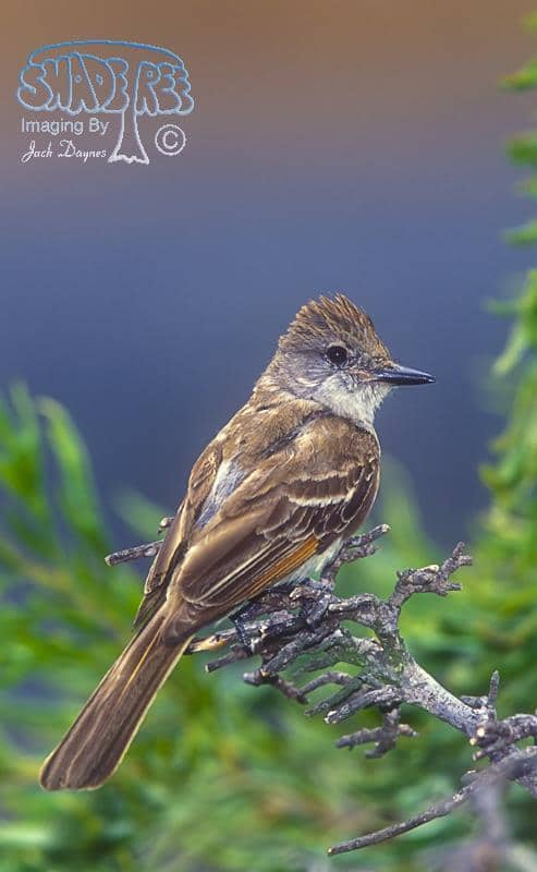Ash-throated Flycatcher - Myiarchus cinerascens
