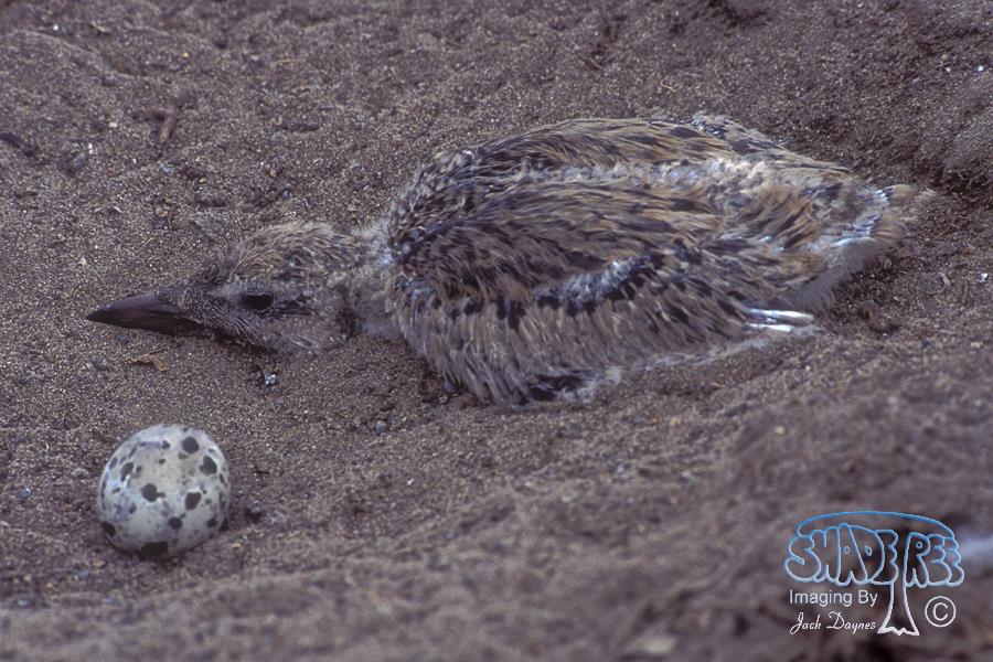 Black Skimmer Chick - Rynchops niger