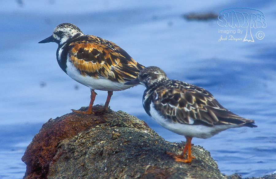 Ruddy Turnstone - Arenaria interpres