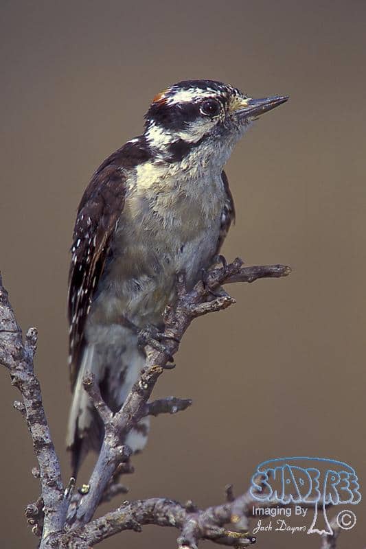 Downy Woodpecker - Picoides pubescens