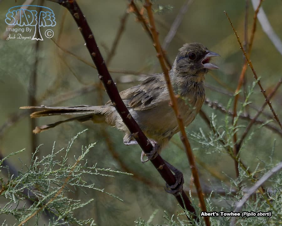 Abert's Towhee - Pipilo aberti