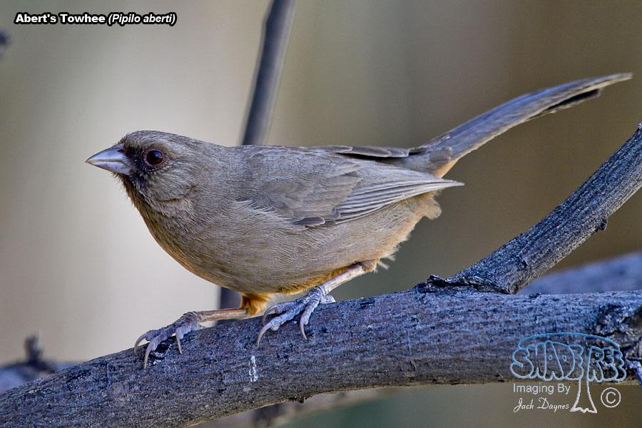 Abert's Towhee - Melozone aberti