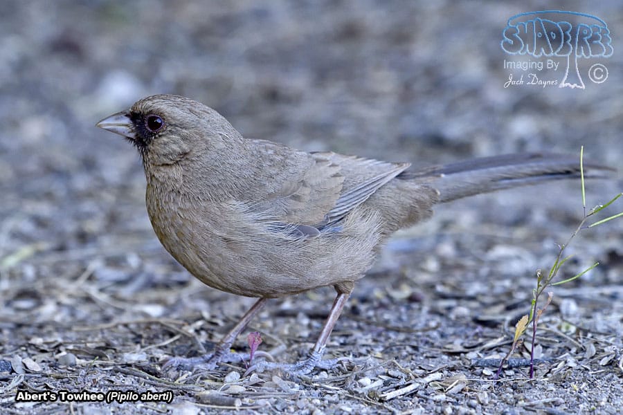Abert's Towhee - Pipilo aberti