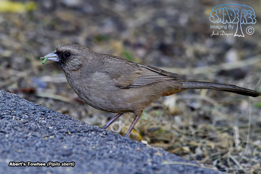Abert's Towhee - Melozone aberti