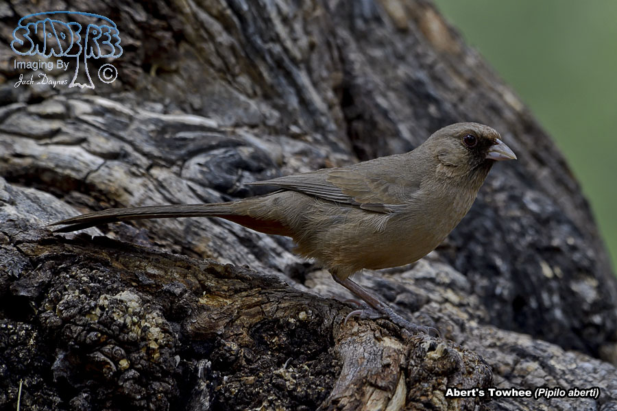 Abert's Towhee - Melozone aberti