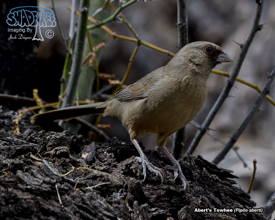 Abert's Towhee - Melozone aberti