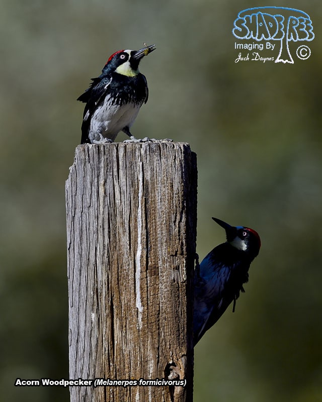 Acorn Woodpecker - Melanerpes formicivorus