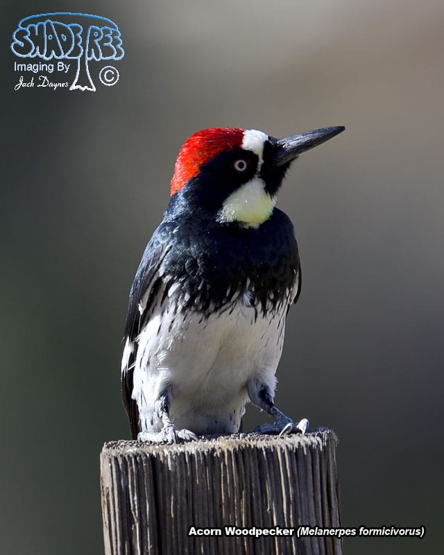 Acorn Woodpecker - Melanerpes formicivorus