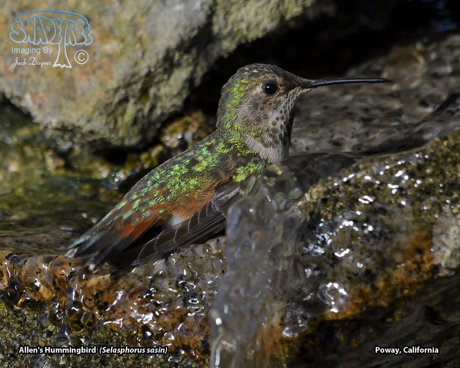 Allen's Hummingbird - Selasphorus sasin