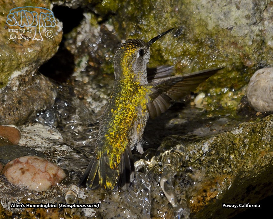 Allen's Hummingbird - Selasphorus sasin