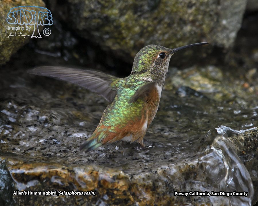 Allen's Hummingbird - Selasphorus sasin