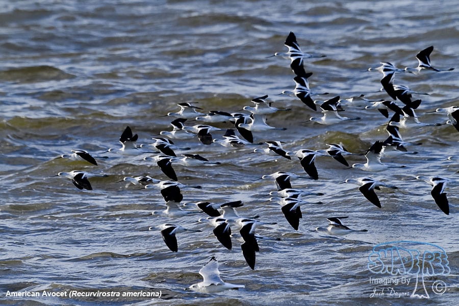 American Avocet - Recurvirostra americana