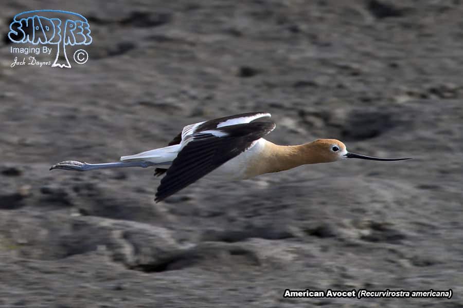 American Avocet - Recurvirostra americana