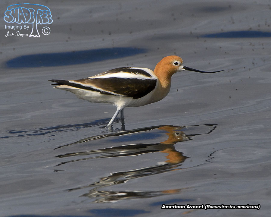 American Avocet - Recurvirostra americana
