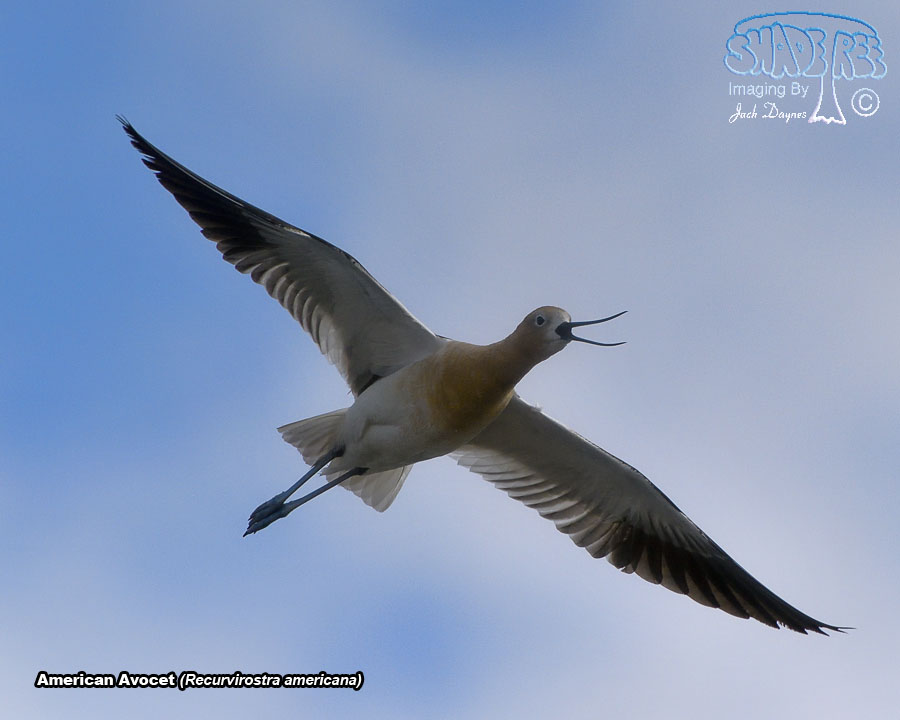 American Avocet - Recurvirostra americana