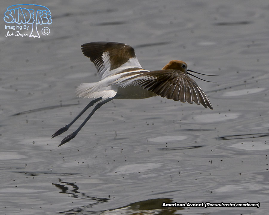 American Avocet - Recurvirostra americana