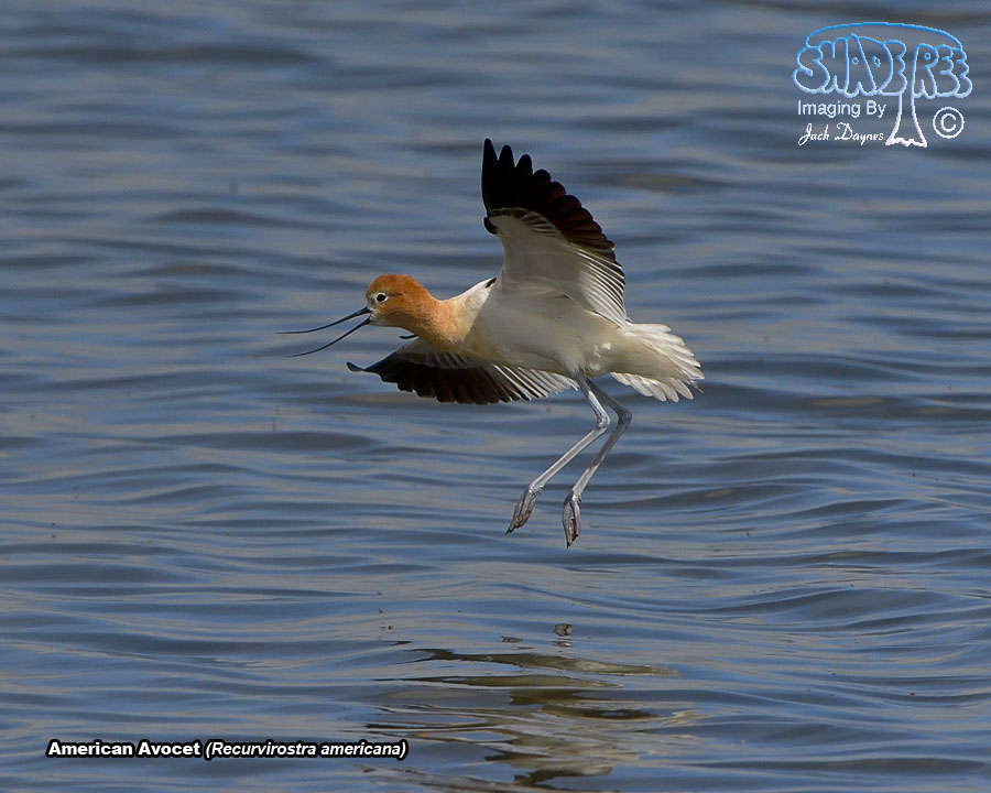 American Avocet - Recurvirostra americana