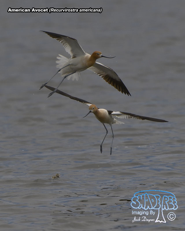 American Avocet - Recurvirostra americana