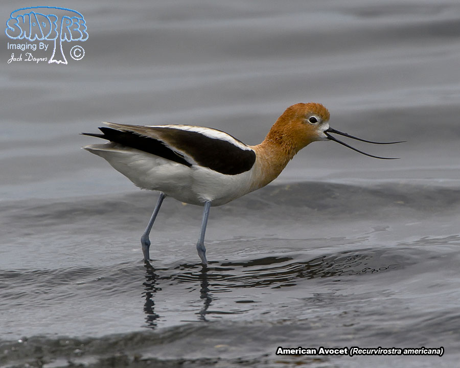 American Avocet - Recurvirostra americana