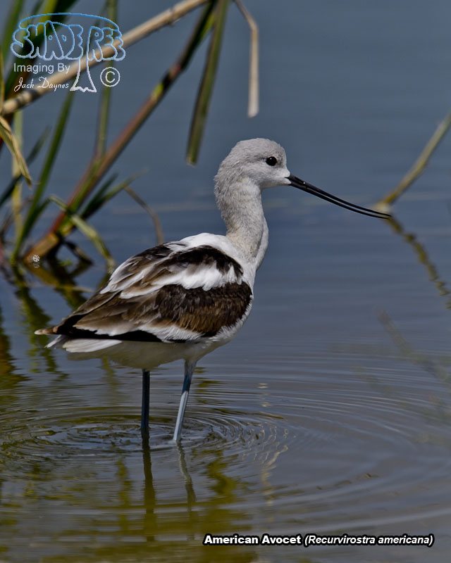 American Avocet - Recurvirostra americana