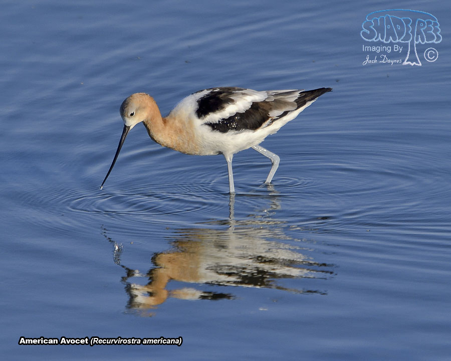 American Avocet - Recurvirostra americana