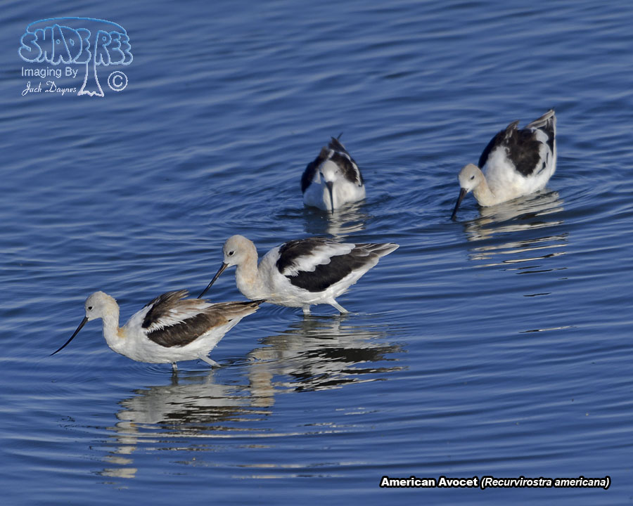 American Avocet - Recurvirostra americana