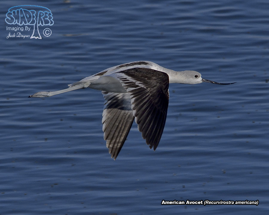 American Avocet - Recurvirostra americana