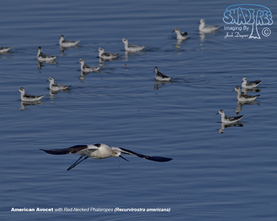 American Avocet - Recurvirostra americana