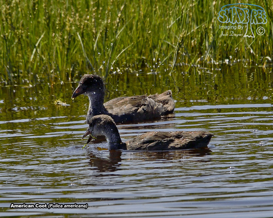 American Coot - Fulica americana