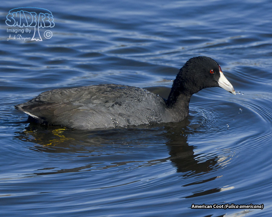 American Coot - Fulica americana
