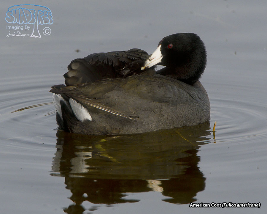 American Coot - Fulica americana