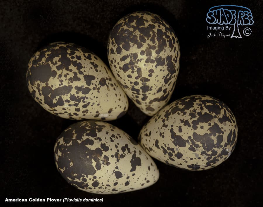 American Golden Plover - Pluvialis dominica