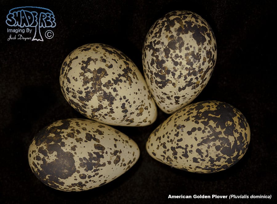American Golden Plover - Pluvialis dominica