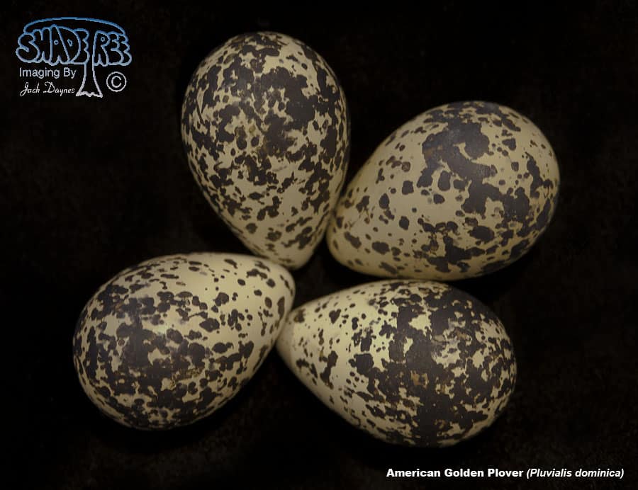 American Golden Plover - Pluvialis dominica