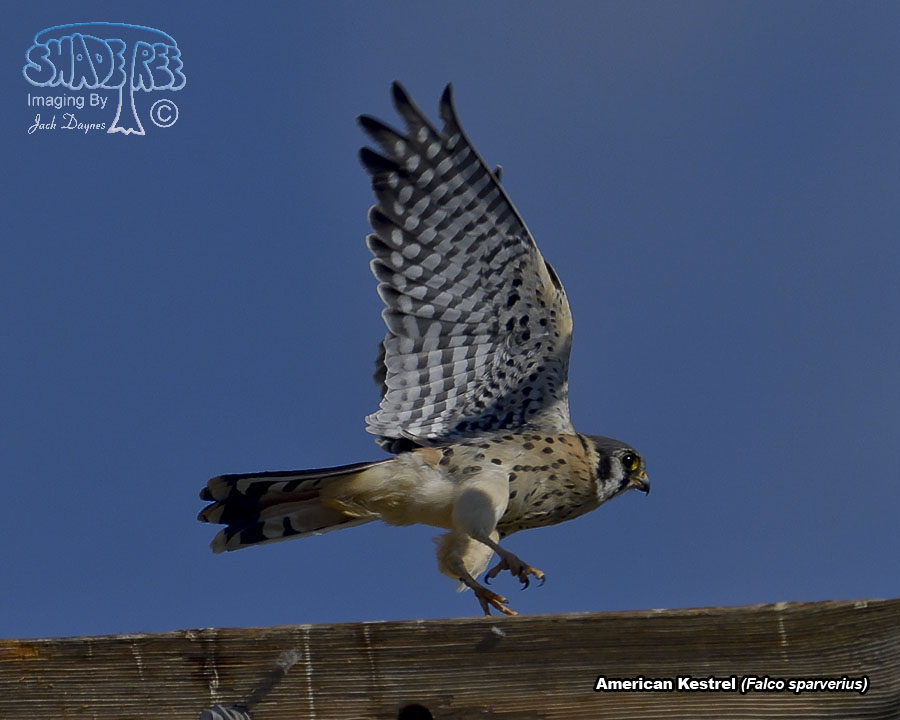 American Kestrel - Falco sparverius