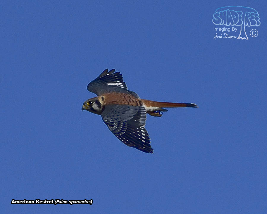 American Kestrel - Falco sparverius