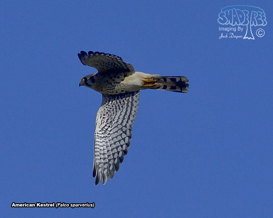 American Kestrel - Falco sparverius