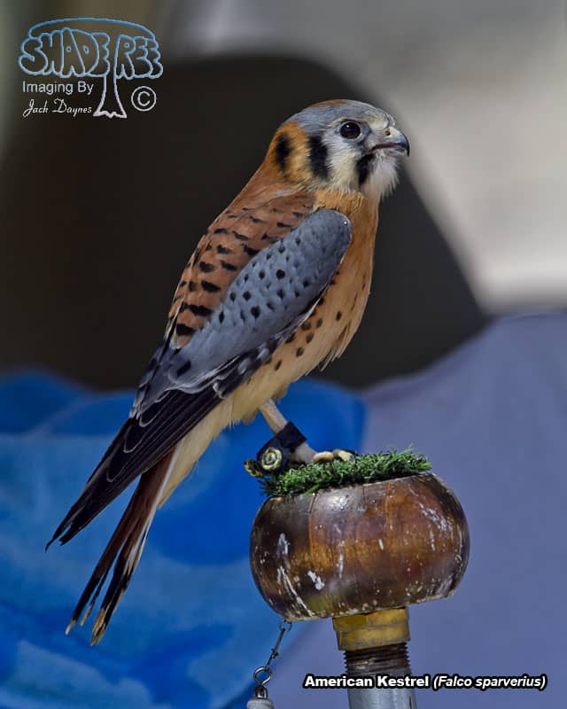 American Kestrel - Falco sparverius