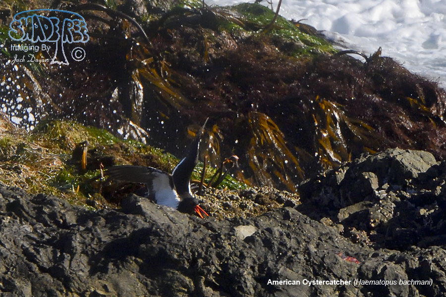 American Oystercatcher - Haematopus palliatus