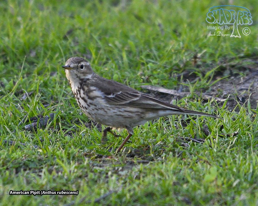 American Pipit - Anthus rubescens