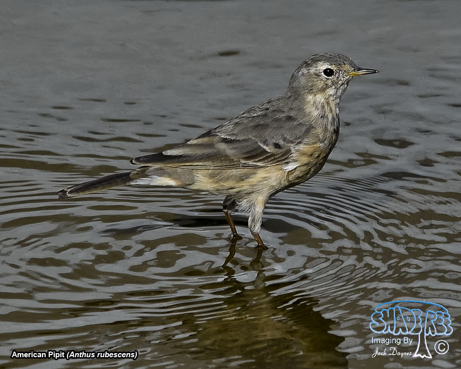 American Pipit - Anthus rubescens
